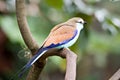 Racket-tailed Roller Coracias spatulatus perched on branch Royalty Free Stock Photo