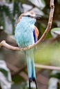 Racket-tailed Roller Coracias spatulatus perched on branch Royalty Free Stock Photo