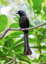 Racket-tailed Treepie Royalty Free Stock Photo