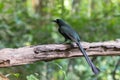 Racket-tailed treepie bird in black with metallic green and turquoise blue eye in forest, Thailand, Asia Royalty Free Stock Photo