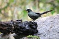 Racket-tailed Treepie perched on rocksCrypsirina temia Royalty Free Stock Photo