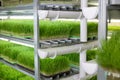 Racks with large plantations wheatgrass grown for preparation green drinks