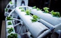 Racks with young microgreens in pots under led lamps in hydroponics vertical farms.