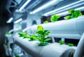 Racks with young microgreens in pots under led lamps in hydroponics vertical farms.