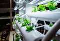 Racks with young microgreens in pots under led lamps in hydroponics vertical farms.