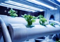 Racks with young microgreens in pots under led lamps in hydroponics vertical farms.