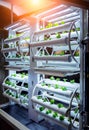 Racks with young microgreens in pots under led lamps in hydroponics vertical farms.