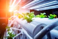 Racks with young microgreens in pots under led lamps in hydroponics vertical farms.