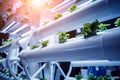 Racks with young microgreens in pots under led lamps in hydroponics vertical farms.