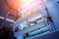 Racks with young microgreens in pots under led lamps in hydroponics vertical farms.