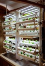 Racks with young microgreens in pots under led lamps in hydroponics vertical farms.