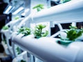 Racks with young microgreens in pots under led lamps in hydroponics vertical farms.