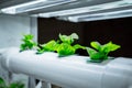 Racks with young microgreens in pots under led lamps in hydroponics vertical farms.