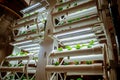 Racks with young microgreens in pots under led lamps in hydroponics vertical farms.