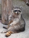 Racoon Royalty Free Stock Photo