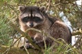 Racoon Royalty Free Stock Photo