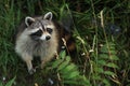 Racoon Royalty Free Stock Photo