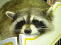 Racoon