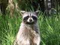 Racoon