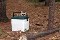 Racoon and baby. Royalty Free Stock Photo