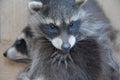 A racoon - baby holds the paw another racoon baby