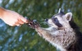 Racoon begging for food