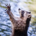 Racoon begging for food