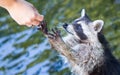 Racoon begging for food