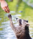 Racoon begging for food