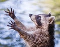 Racoon begging for food