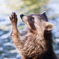 Racoon begging for food