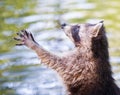 Racoon begging for food