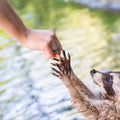 Racoon begging for food