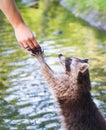 Racoon begging for food