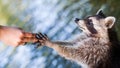 Racoon begging for food