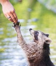 Racoon begging for food