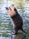 Racoon begging for food