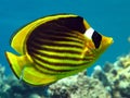Racoon butterfly fish Royalty Free Stock Photo