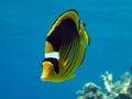 Racoon butterfly fish Royalty Free Stock Photo