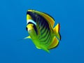 Racoon butterfly fish Royalty Free Stock Photo
