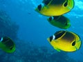 Racoon Butterfly Fish Royalty Free Stock Photo