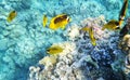 Racoon butterfly fish underwater coral reef Royalty Free Stock Photo