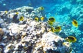 Racoon butterfly fish underwater red sea Royalty Free Stock Photo