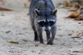 A racoon in the Cahuita National Park Royalty Free Stock Photo