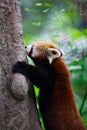 Racoon climbing the tree Royalty Free Stock Photo