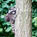 Racoon climbing a tree