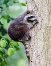 Racoon climbing a tree Royalty Free Stock Photo