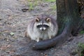 Racoon climbing a tree Royalty Free Stock Photo