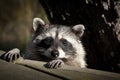 Racoon Close up