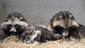 Racoon dogs in captivity